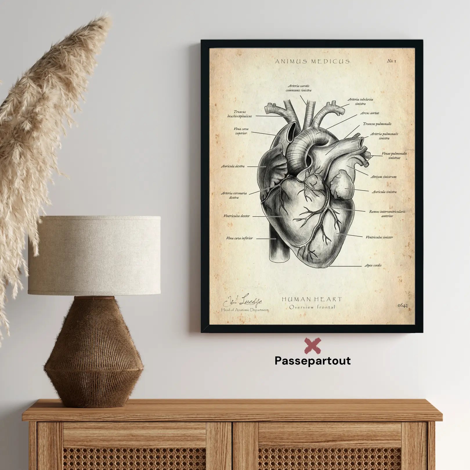 Anatomie du coeur