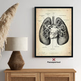 Anatomie des poumons