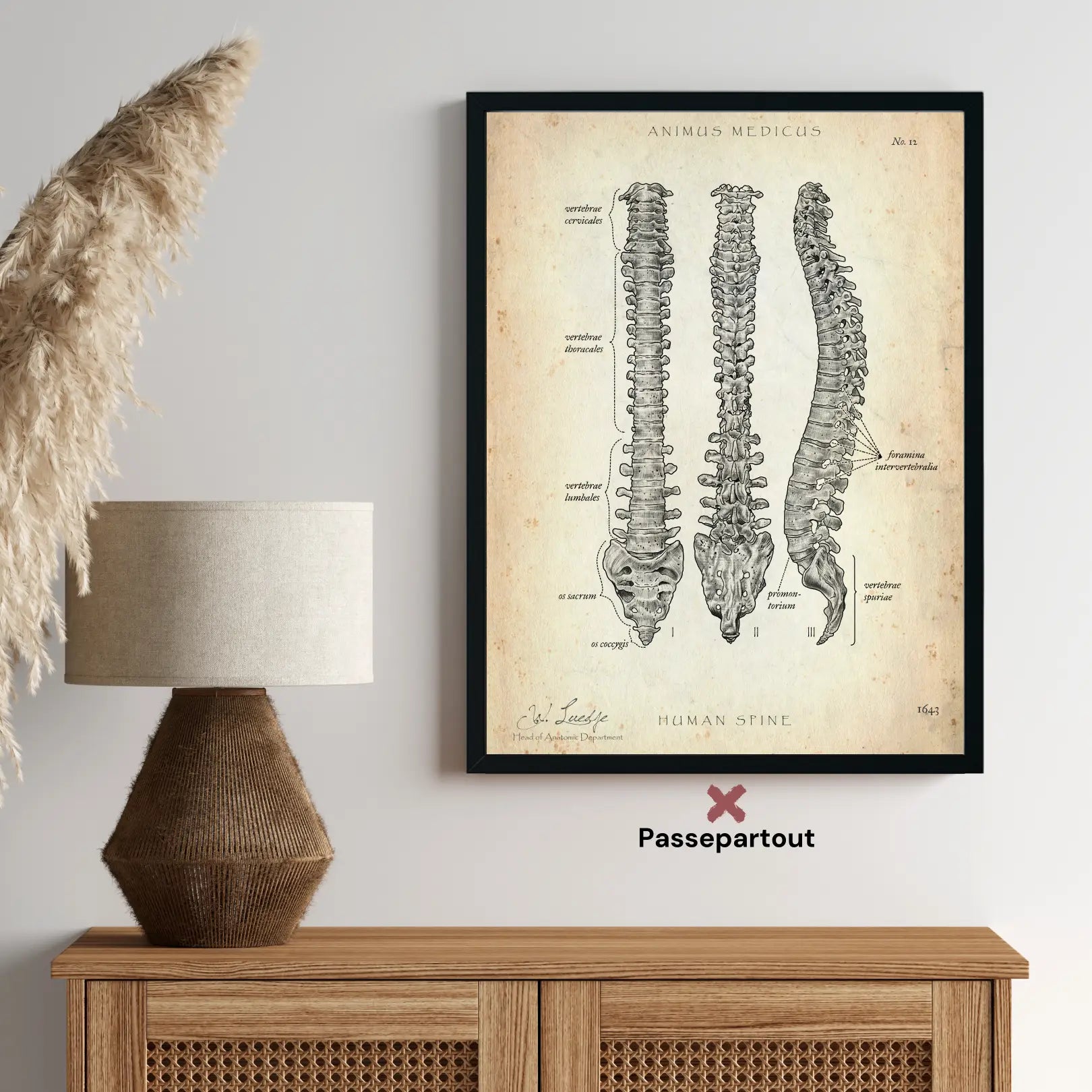 Colonne vertébrale | Structure et anatomie