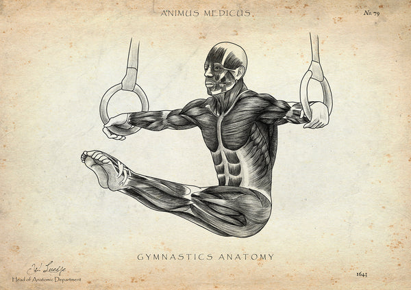Turnen Anatomie Poster