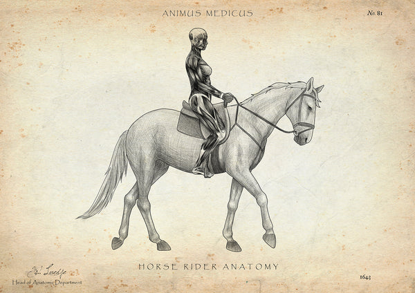 Reiten Anatomie Poster