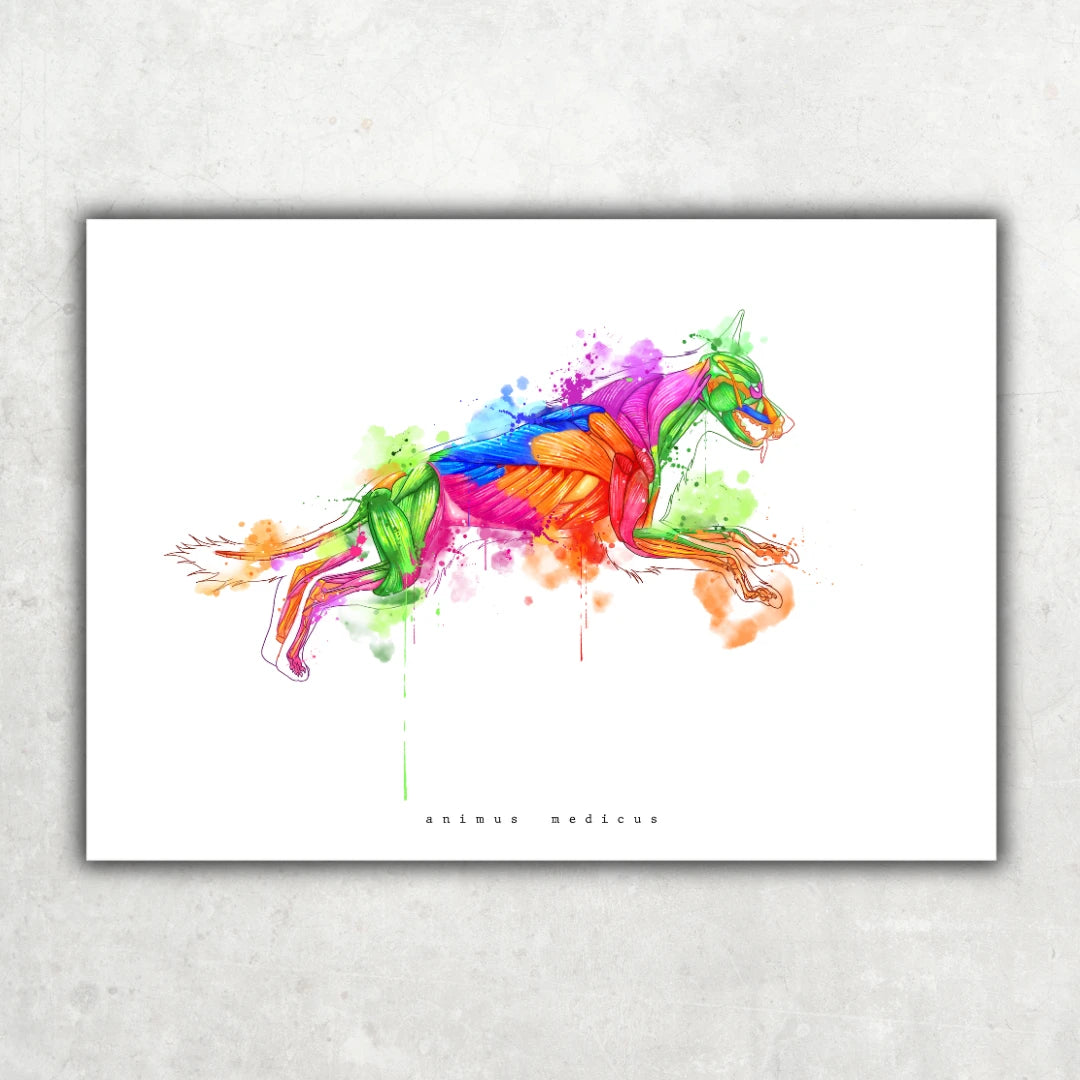 Hunde Anatomie - Rainbow - Animus Medicus