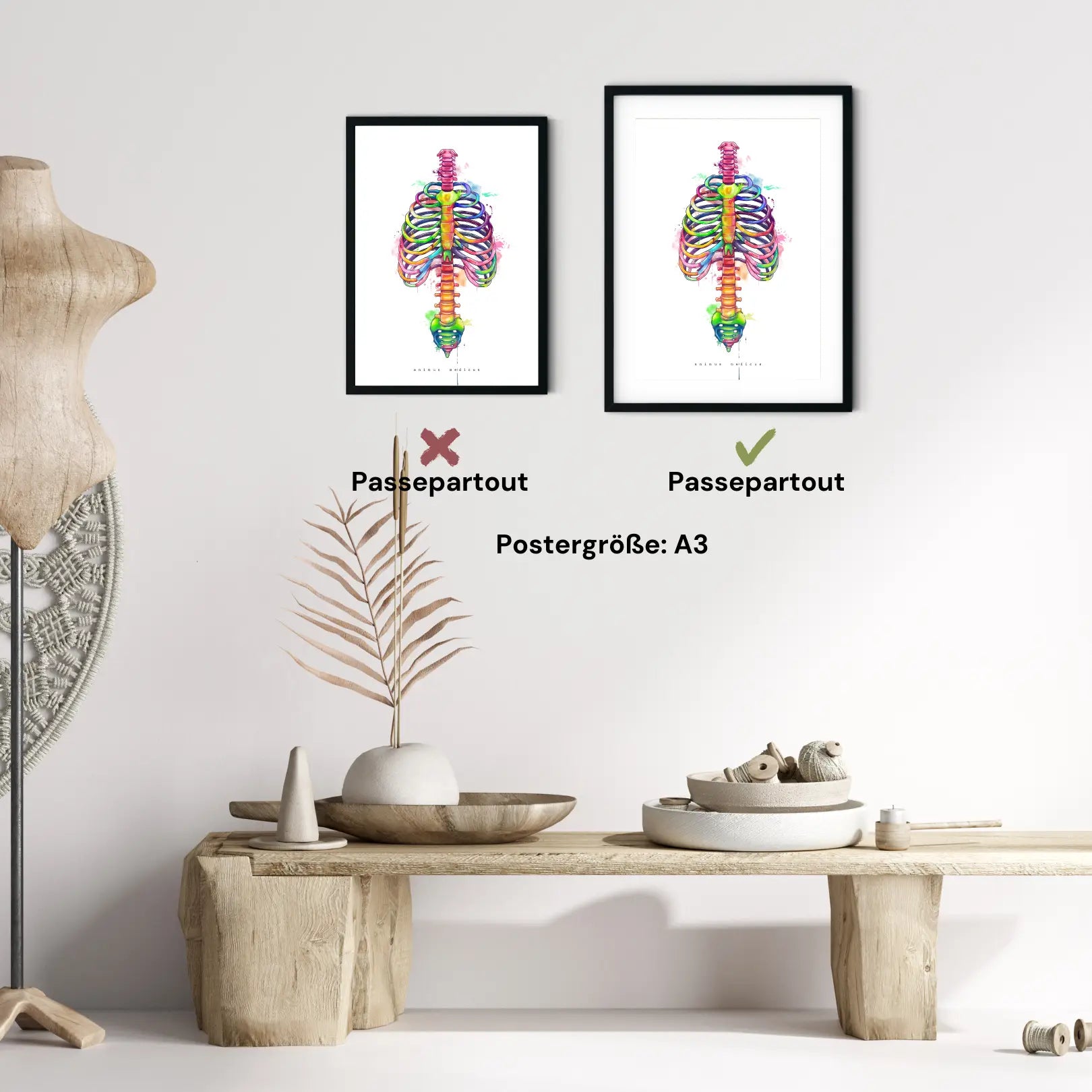 Anatomie du thorax - Arc-en-ciel