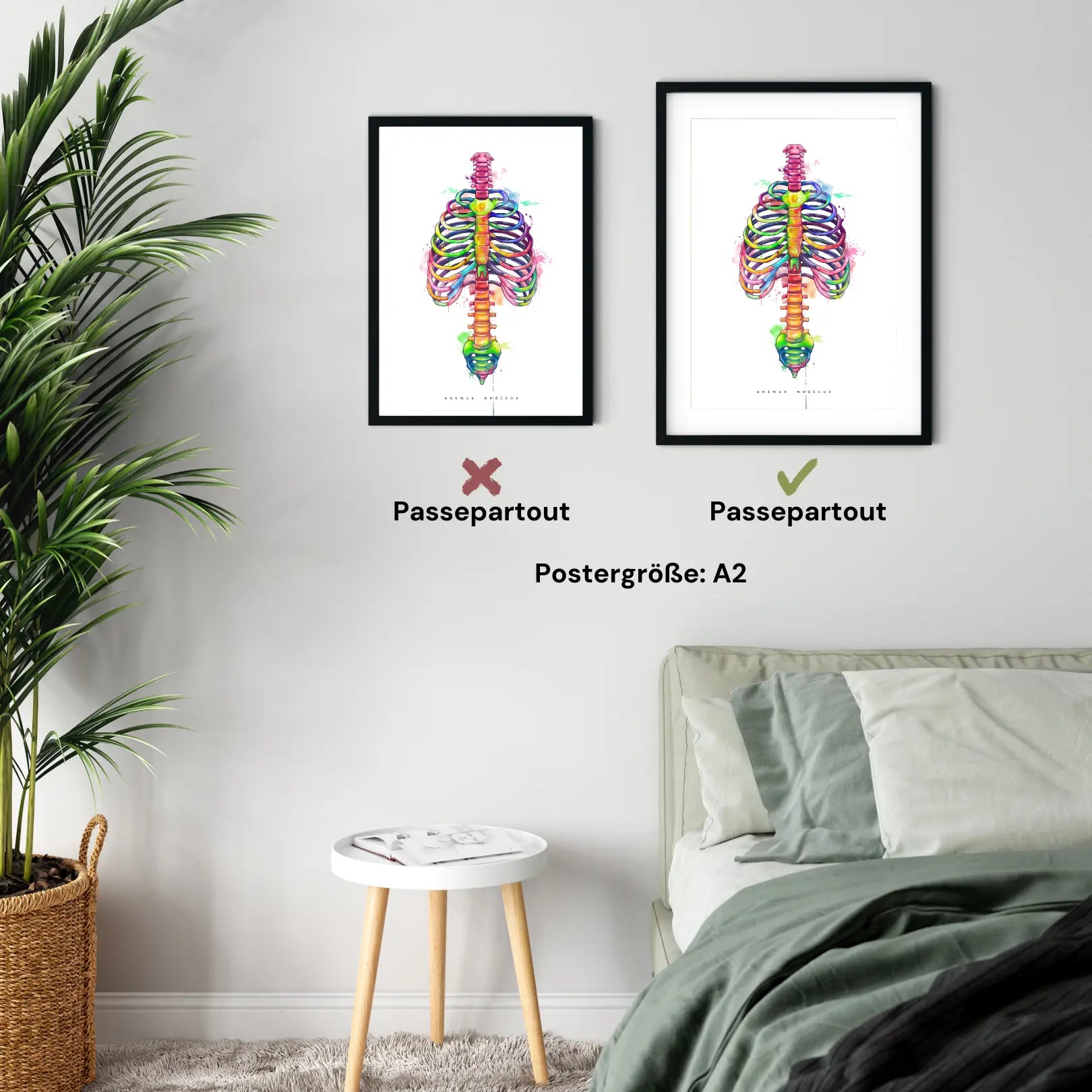 Anatomie du thorax - Arc-en-ciel