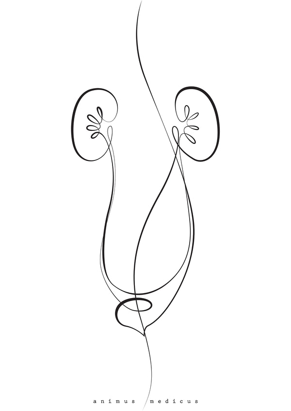 Nieren Anatomie Minimalist