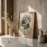 L'anatomie du visage