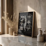 Anatomie des vertèbres - Tableau noir