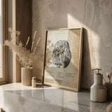 Polygone de Willis