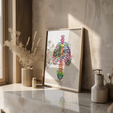 Anatomie du thorax - Arc-en-ciel