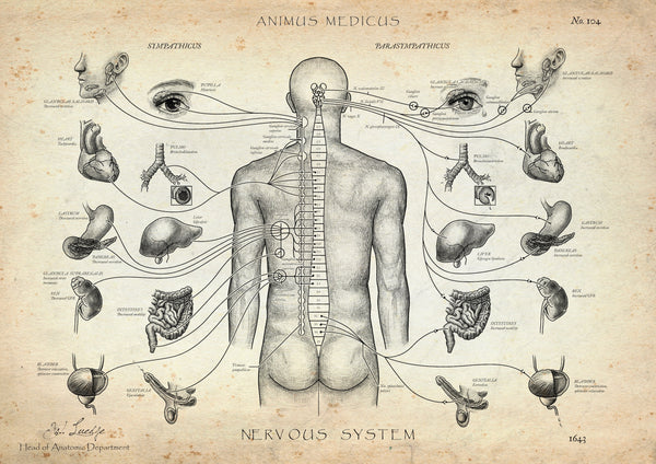 Das vegetative Nervensystem