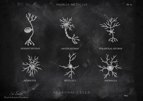 Neuronale Zellen - Chalkboard