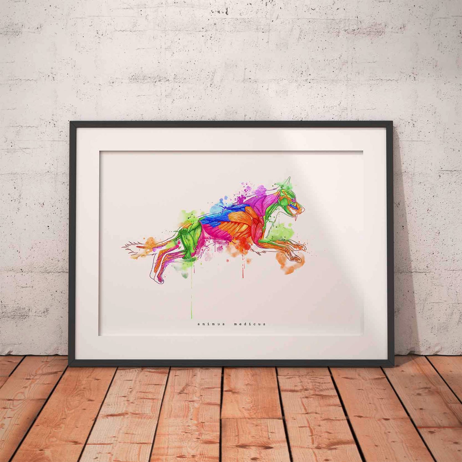 Hunde Anatomie - Rainbow - Animus Medicus