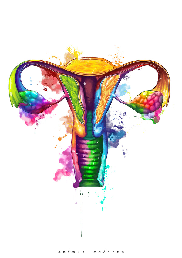 Uterus Anatomie - Rainbow