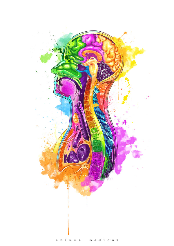 Thorax im Sagittalschnitt - Rainbow