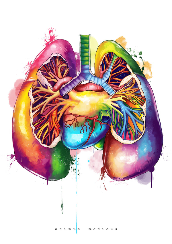 Lungen Anatomie - Rainbow
