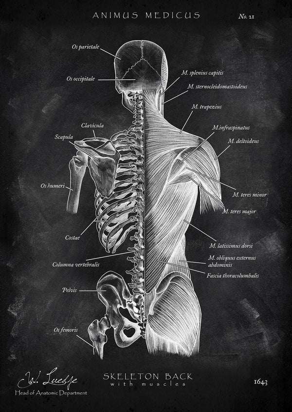 Rücken Anatomie | Knochen und Muskeln - Chalkboard