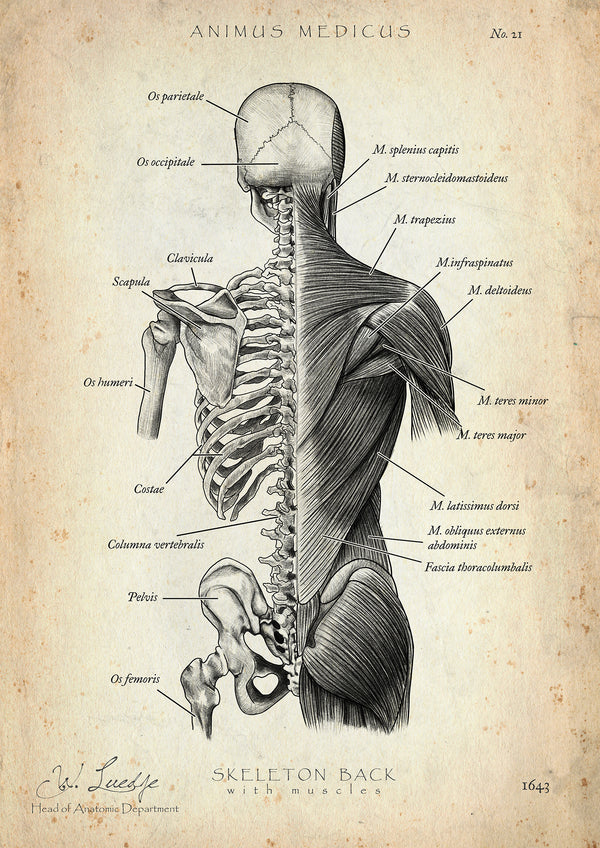 Rücken Anatomie | Knochen und Muskeln