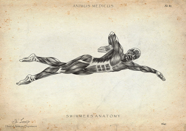 Schwimmen Anatomie Poster