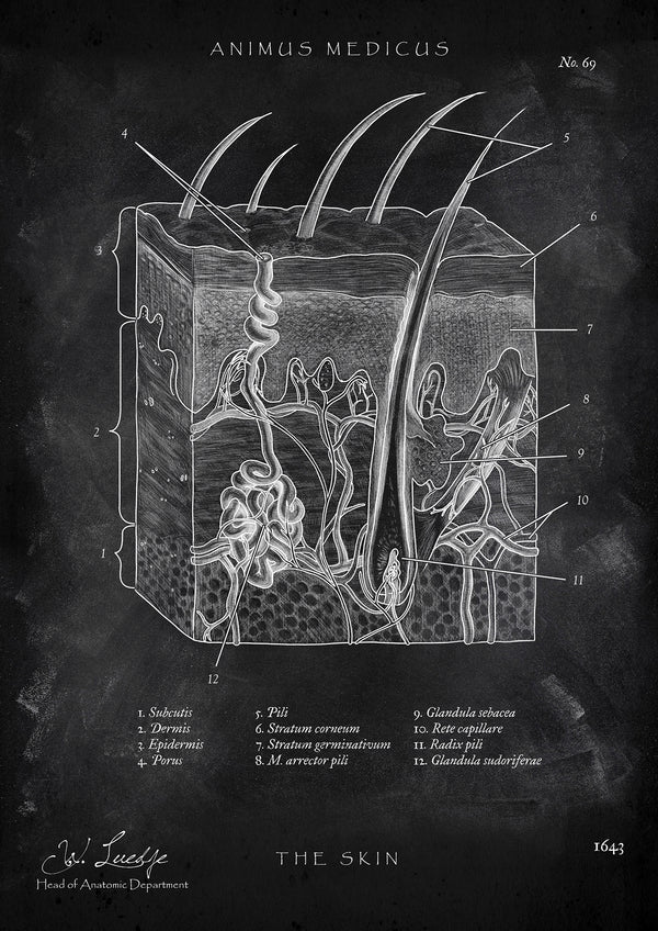 Aufbau der Haut - Chalkboard