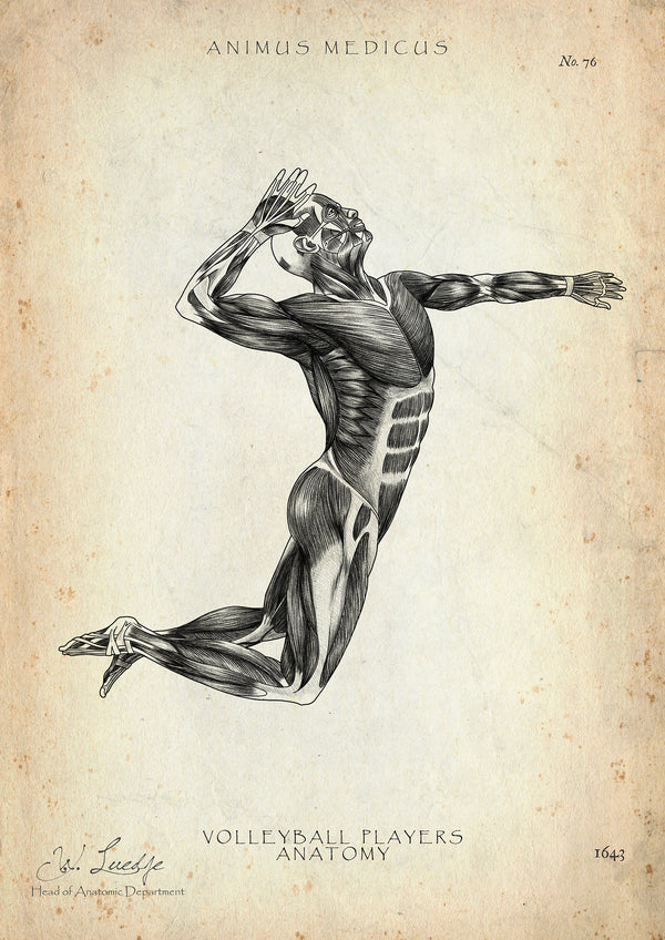 Volleyball Anatomie Poster