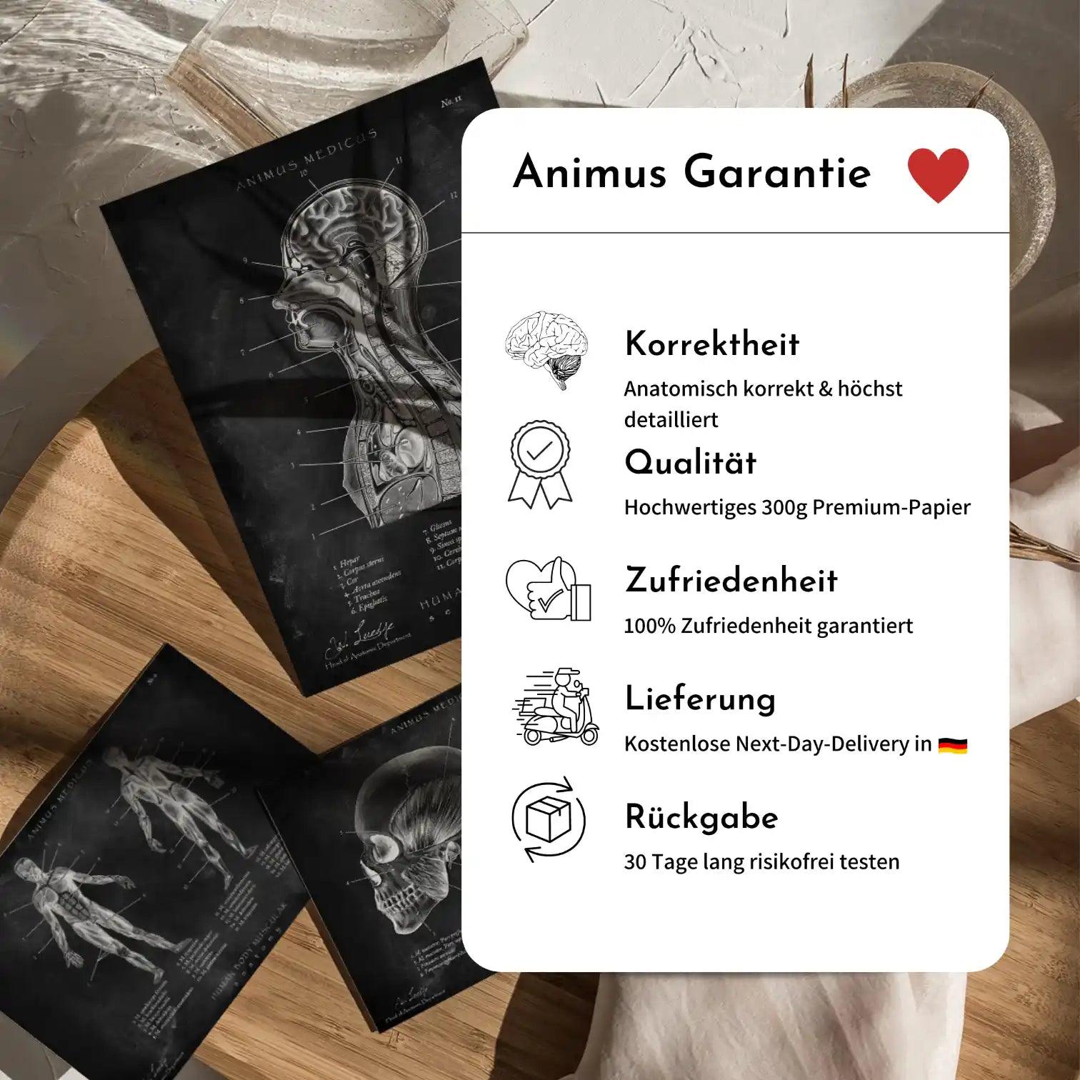 Abstrakte Anatomie - Sammlung - Animus Medicus GmbH