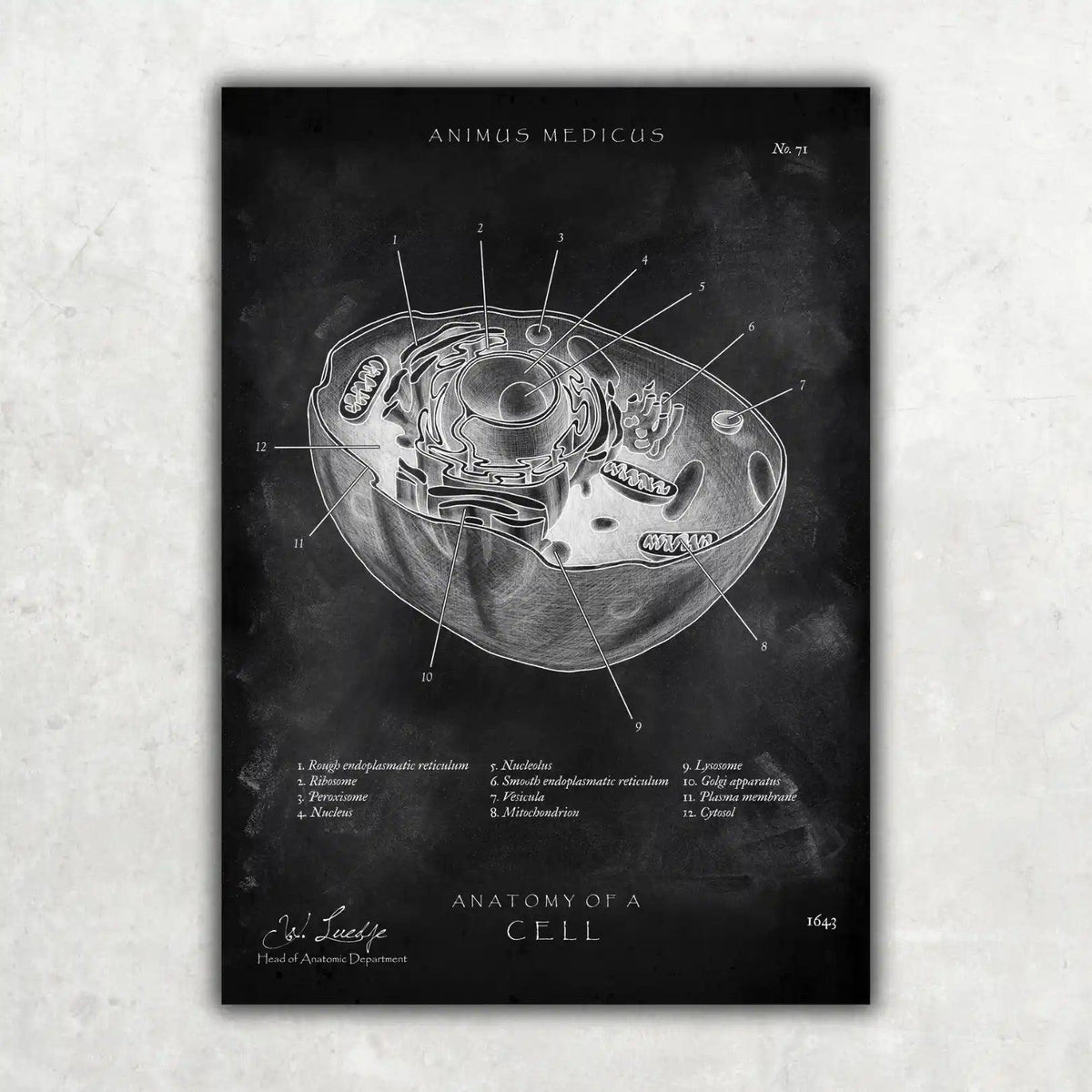 Aufbau menschliche Zelle - Chalkboard - Animus Medicus GmbH