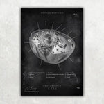 Aufbau menschliche Zelle - Chalkboard - Animus Medicus GmbH
