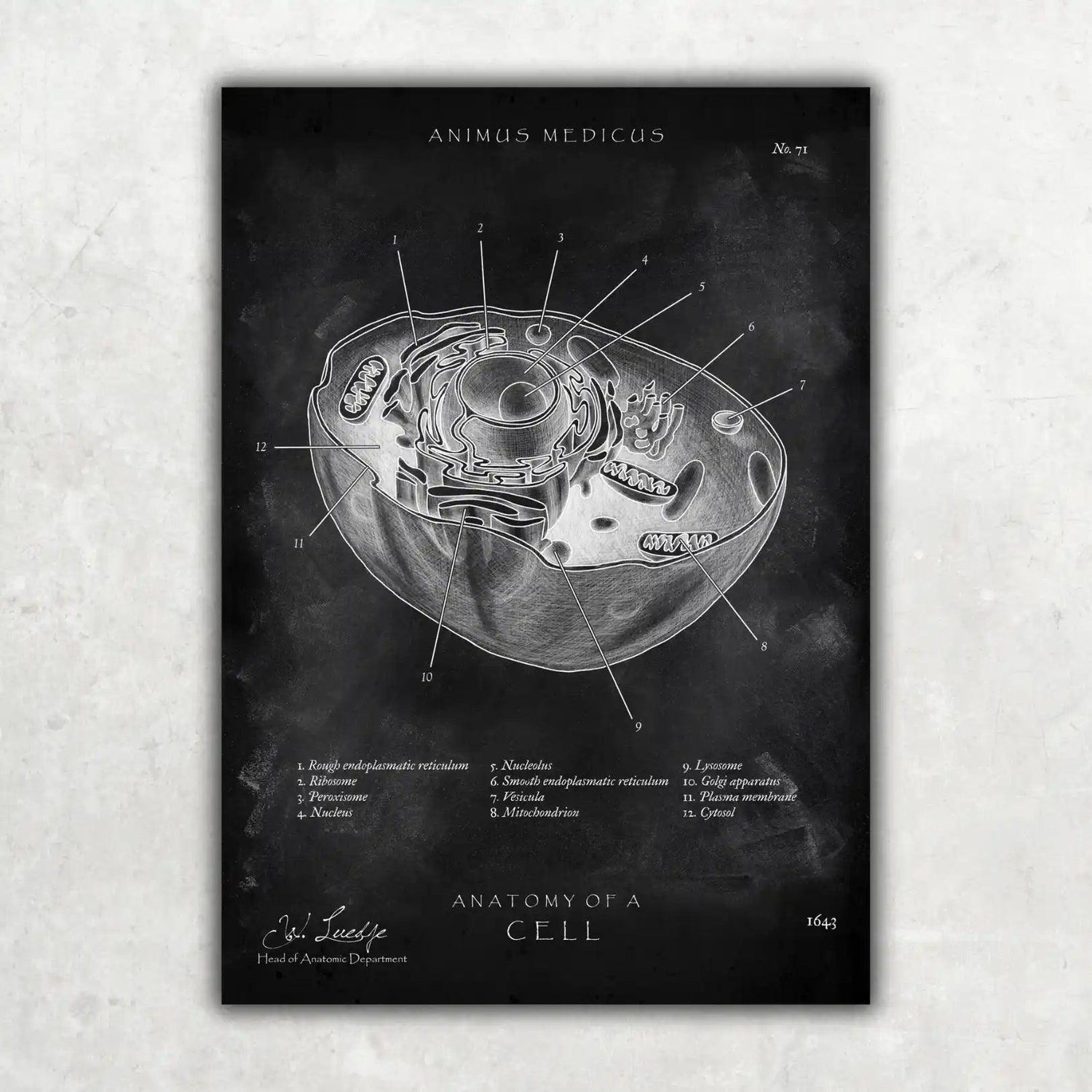 Aufbau menschliche Zelle - Chalkboard - Animus Medicus GmbH