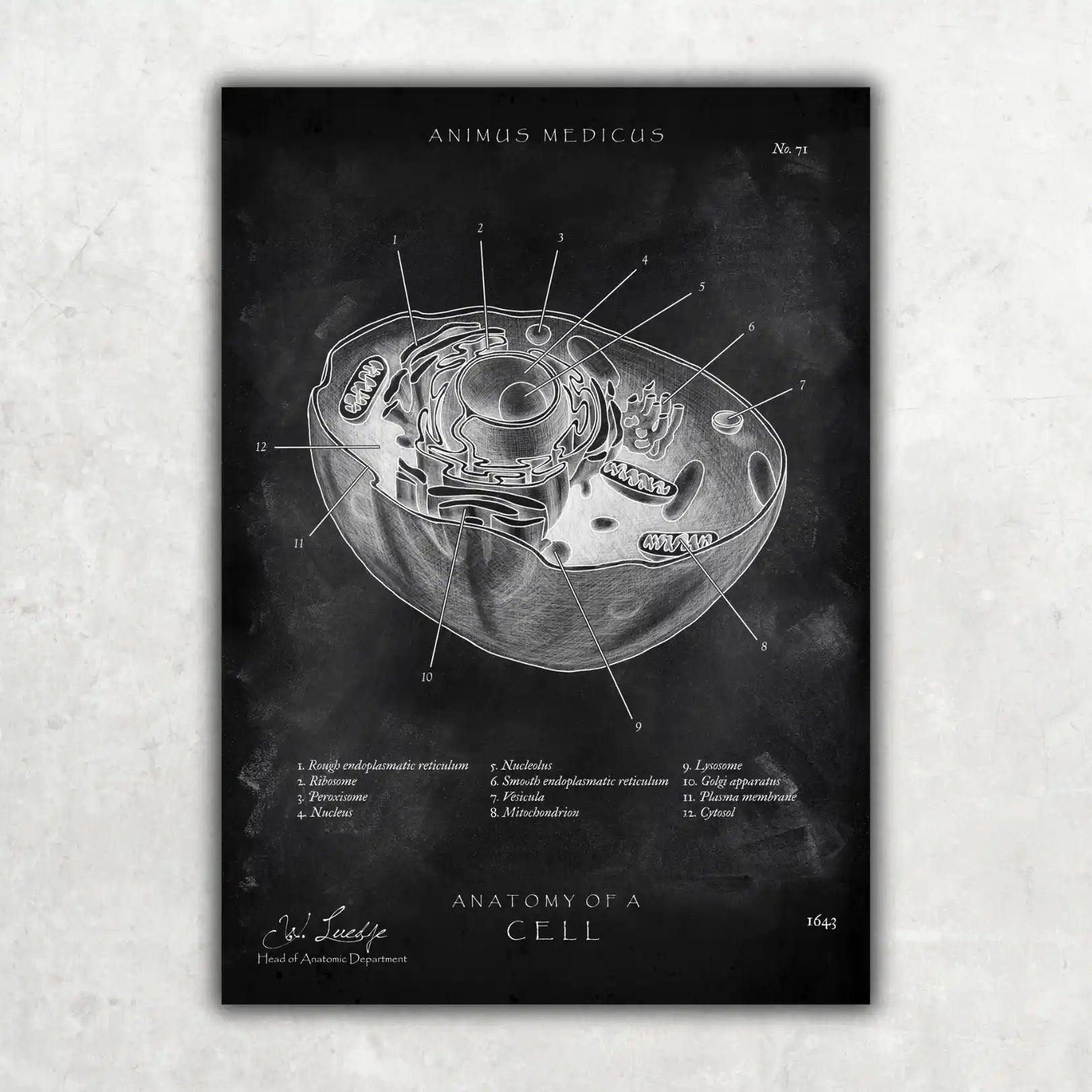 Aufbau menschliche Zelle - Chalkboard - Animus Medicus GmbH