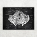 Beckenboden Muskulatur - Chalkboard - Animus Medicus GmbH