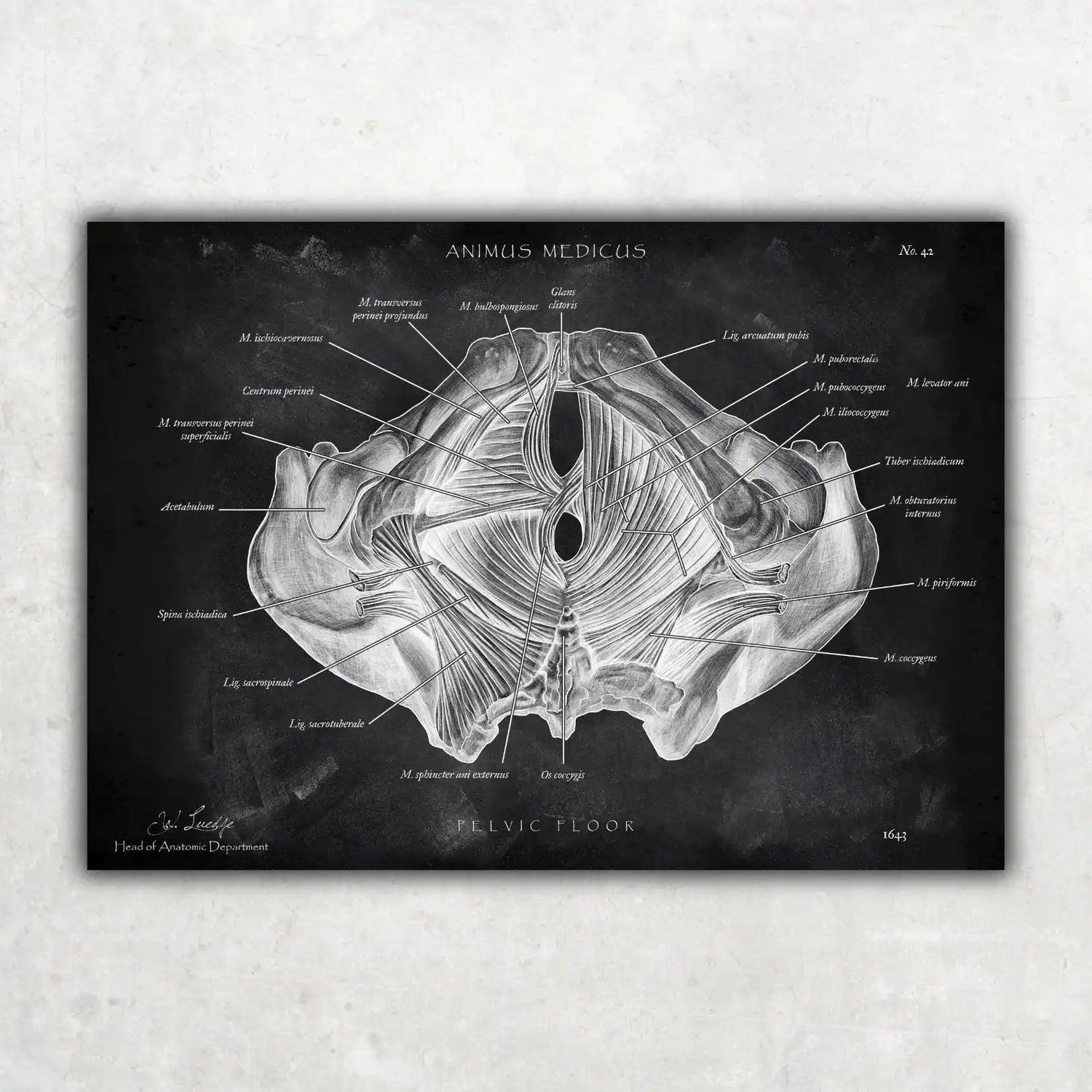 Beckenboden Muskulatur - Chalkboard - Animus Medicus GmbH