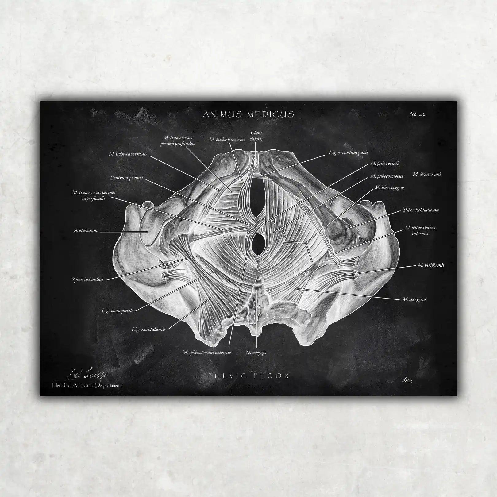 Beckenboden Muskulatur - Chalkboard - Animus Medicus GmbH