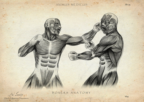 Boxer Anatomie Poster