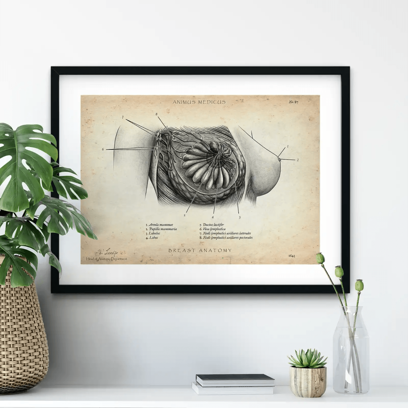 Brust Anatomie Poster - Animus Medicus GmbH