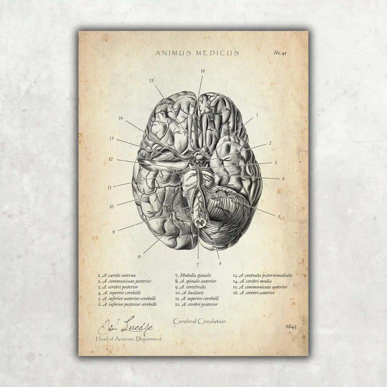 Circulus arteriosus willisii - Animus Medicus GmbH