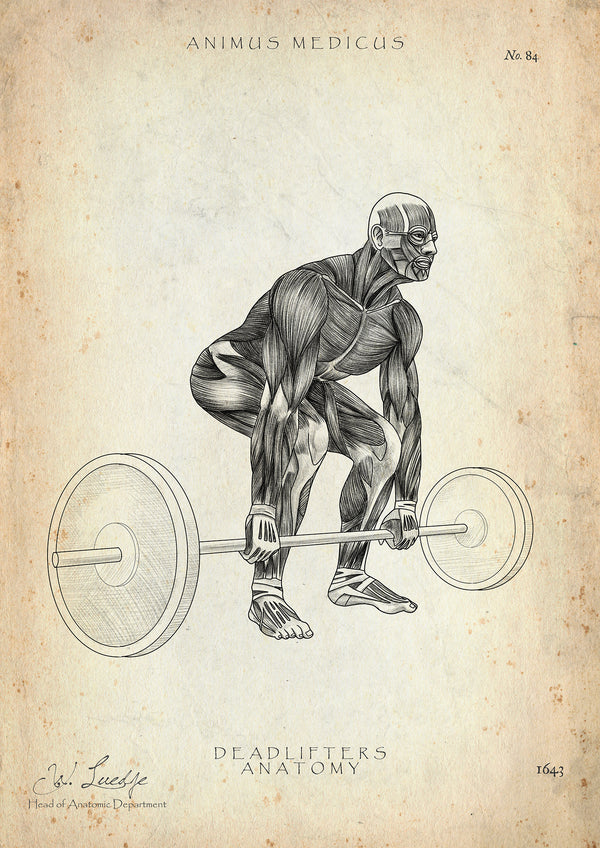 Kreuzheben Anatomie Poster