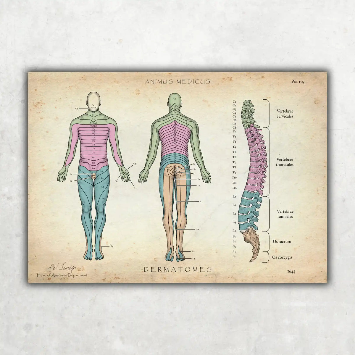 Dermatome - Animus Medicus GmbH