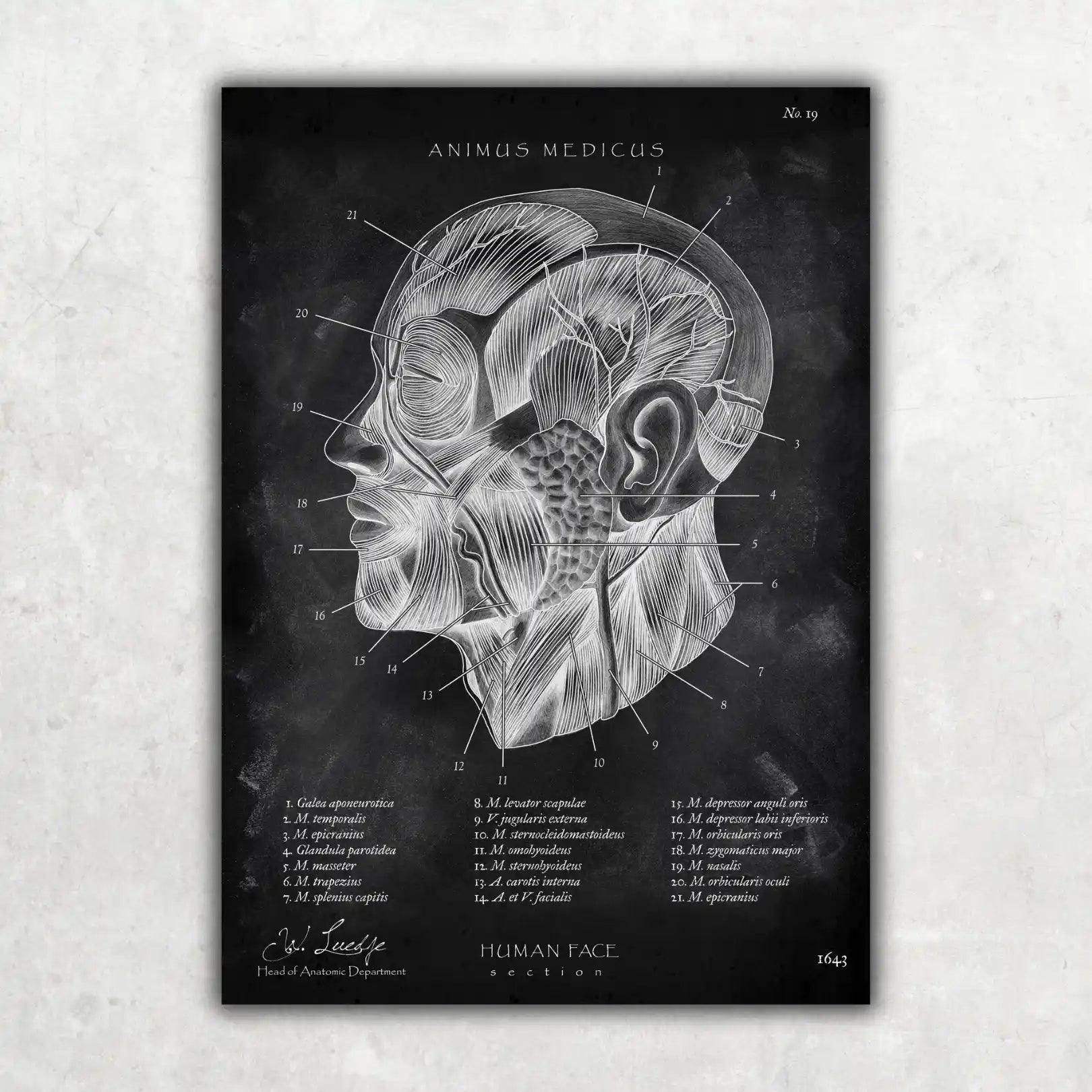 Die Gesicht Anatomie - Chalkboard - Animus Medicus GmbH