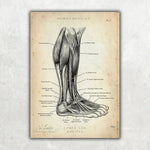 Fuß Anatomie Sammlung - Animus Medicus GmbH