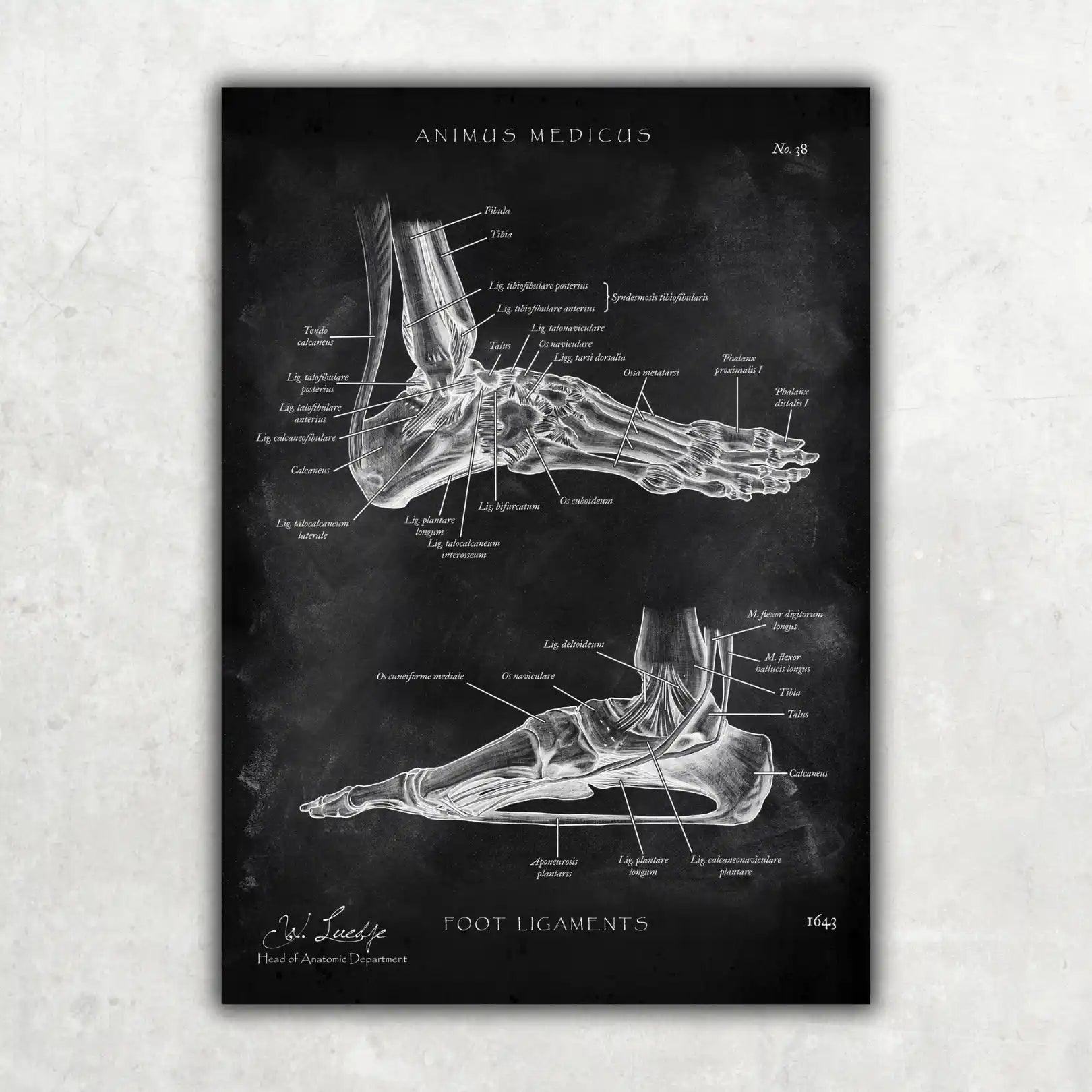 Fuß Anatomie Sammlung - Chalkboard - Animus Medicus GmbH