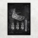 Fuß Anatomie Sammlung - Chalkboard - Animus Medicus GmbH