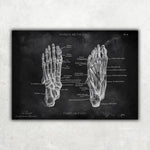 Fuß Anatomie Sammlung - Chalkboard - Animus Medicus GmbH