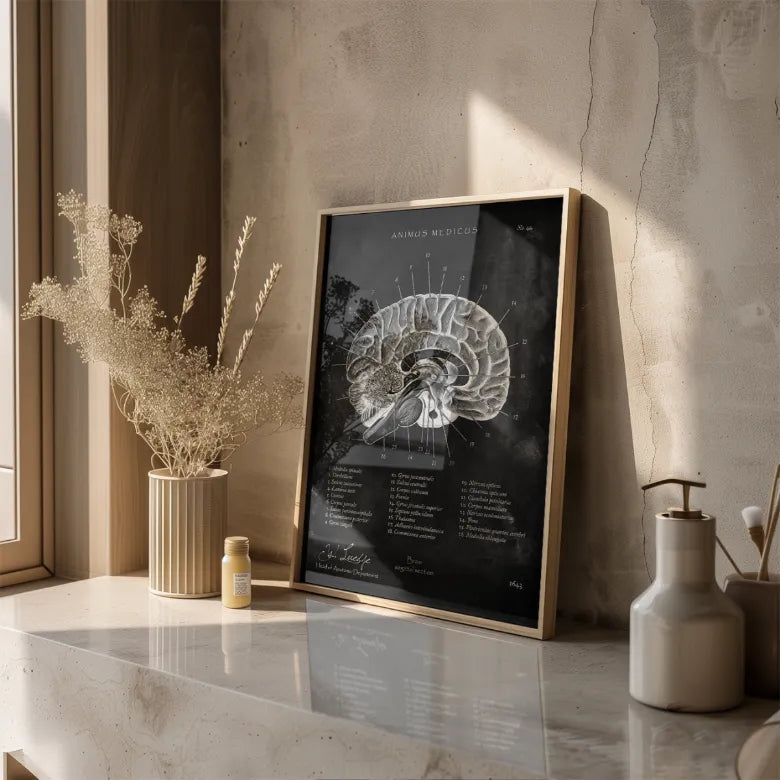 Gehirn im Sagittalschnitt - Chalkboard - Animus Medicus GmbH