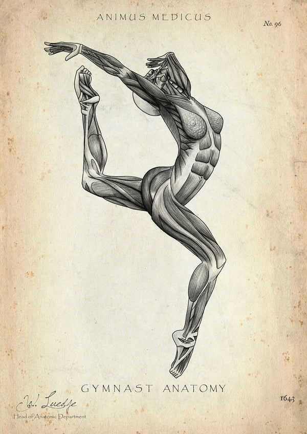 Turnen Anatomie Poster II
