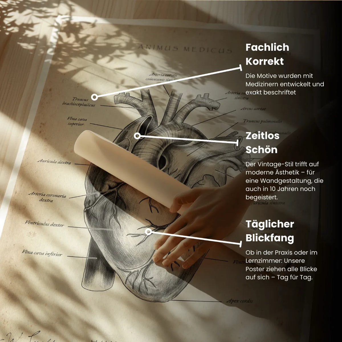 Herz Anatomie - Animus Medicus GmbH