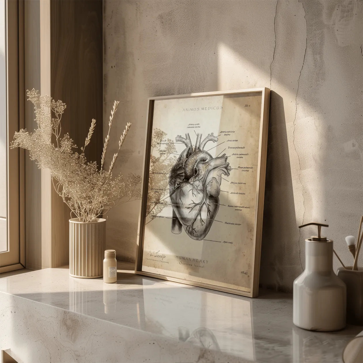 Herz Anatomie - Animus Medicus GmbH