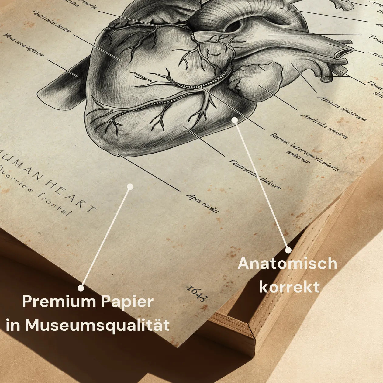 Herz Anatomie - Animus Medicus GmbH