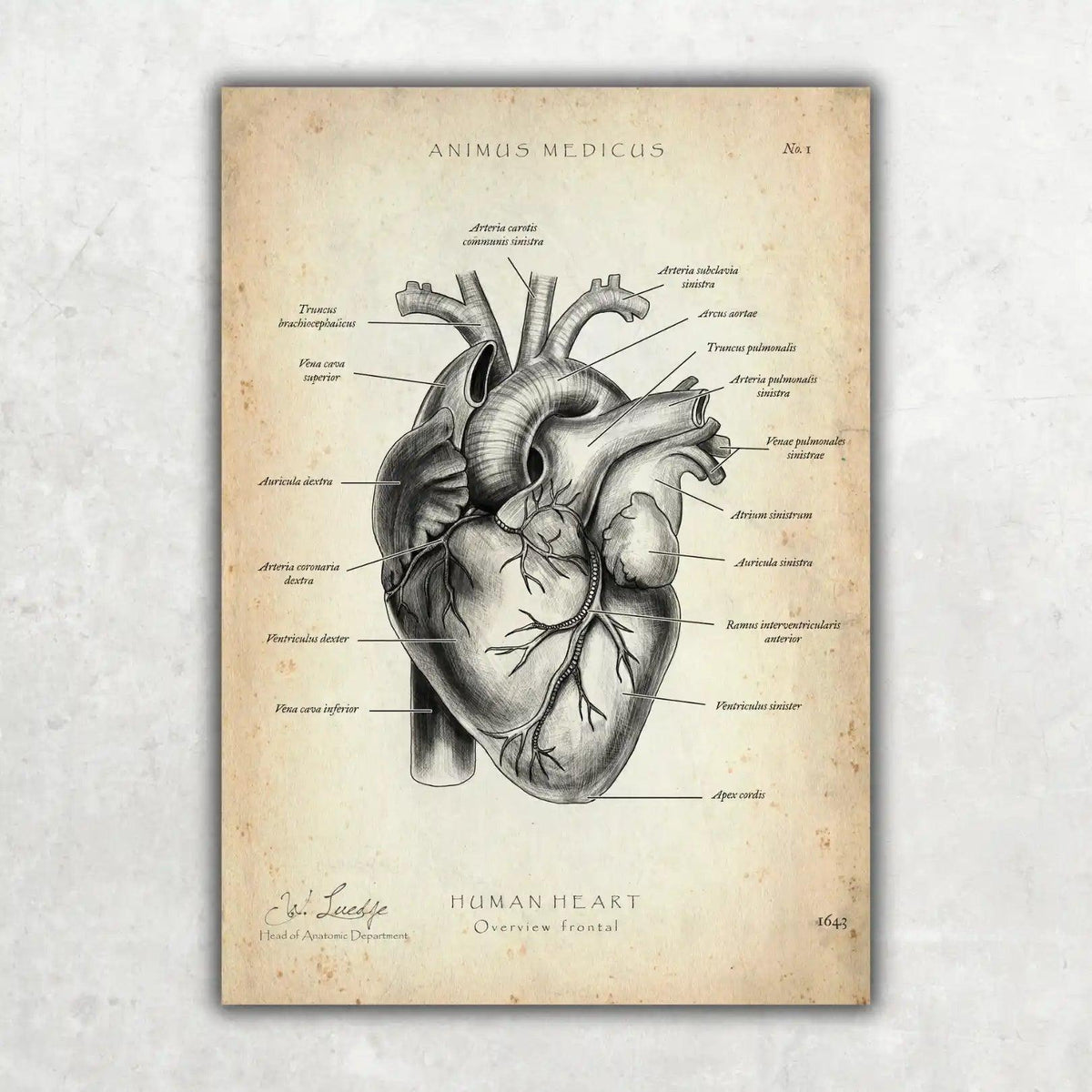 Herz Anatomie - Animus Medicus GmbH