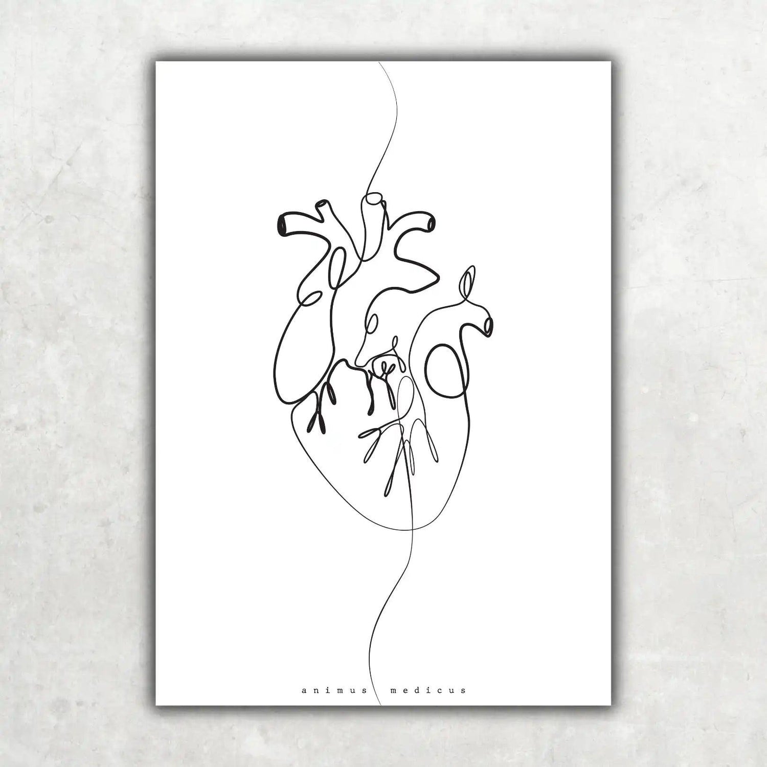 Herz Anatomie Minimalist - Animus Medicus GmbH