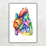 Herz im Schnitt Anatomie - Rainbow - Animus Medicus GmbH